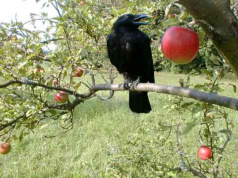 Jakob im Apfelbaum